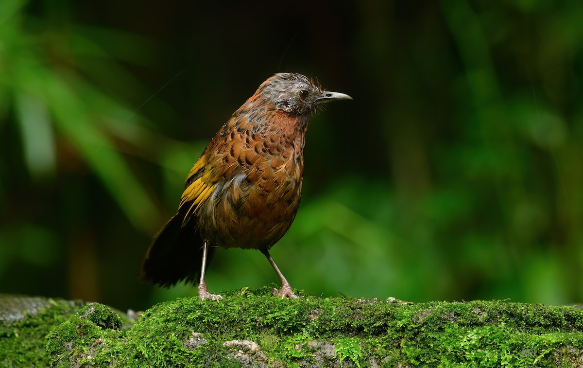 Chestnut-crowned Laughingthrush - ML625108271