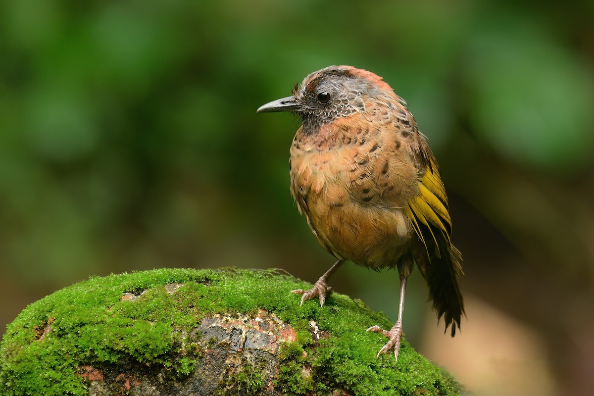 Chestnut-crowned Laughingthrush - ML625108272