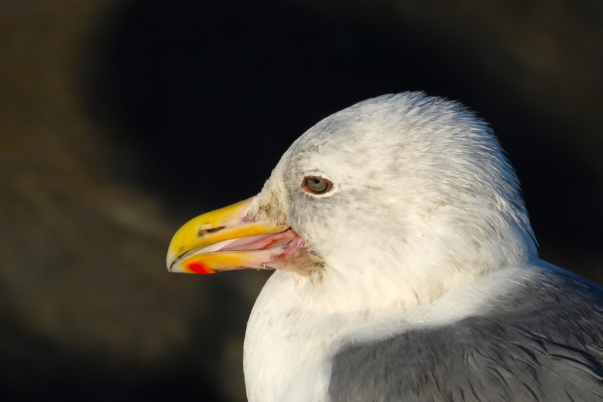 Western Gull - ML625108314