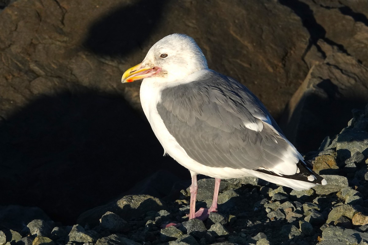 Western Gull - ML625108315