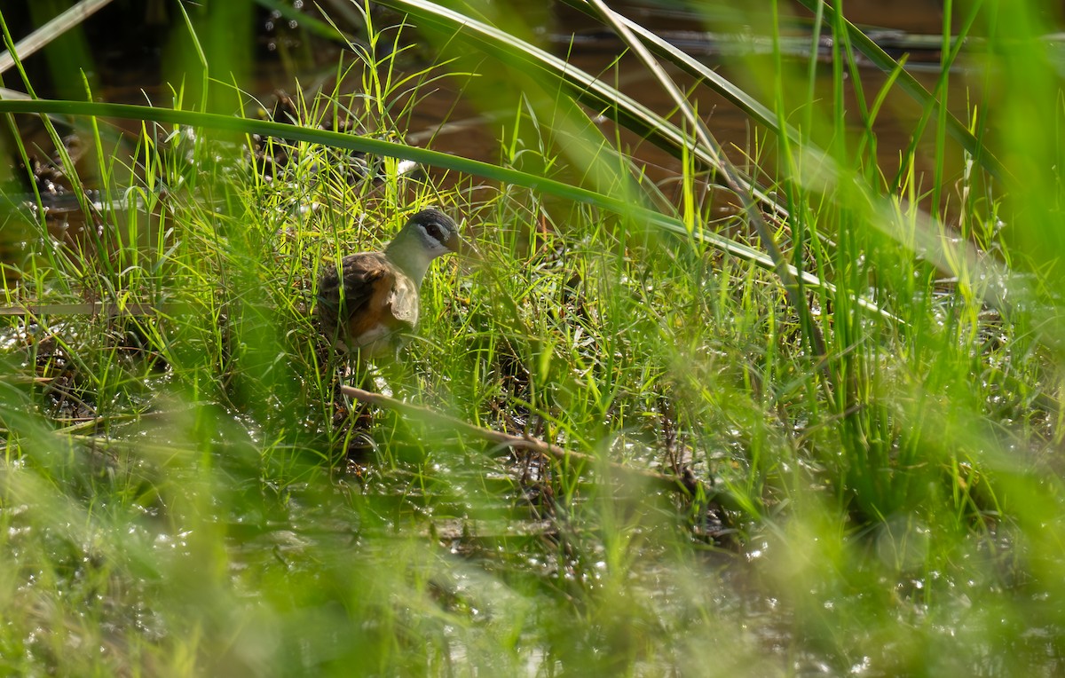 White-browed Crake - ML625108360