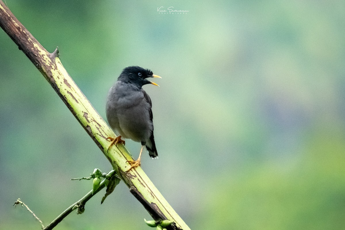 Jungle Myna - Vivek Sudhakaran