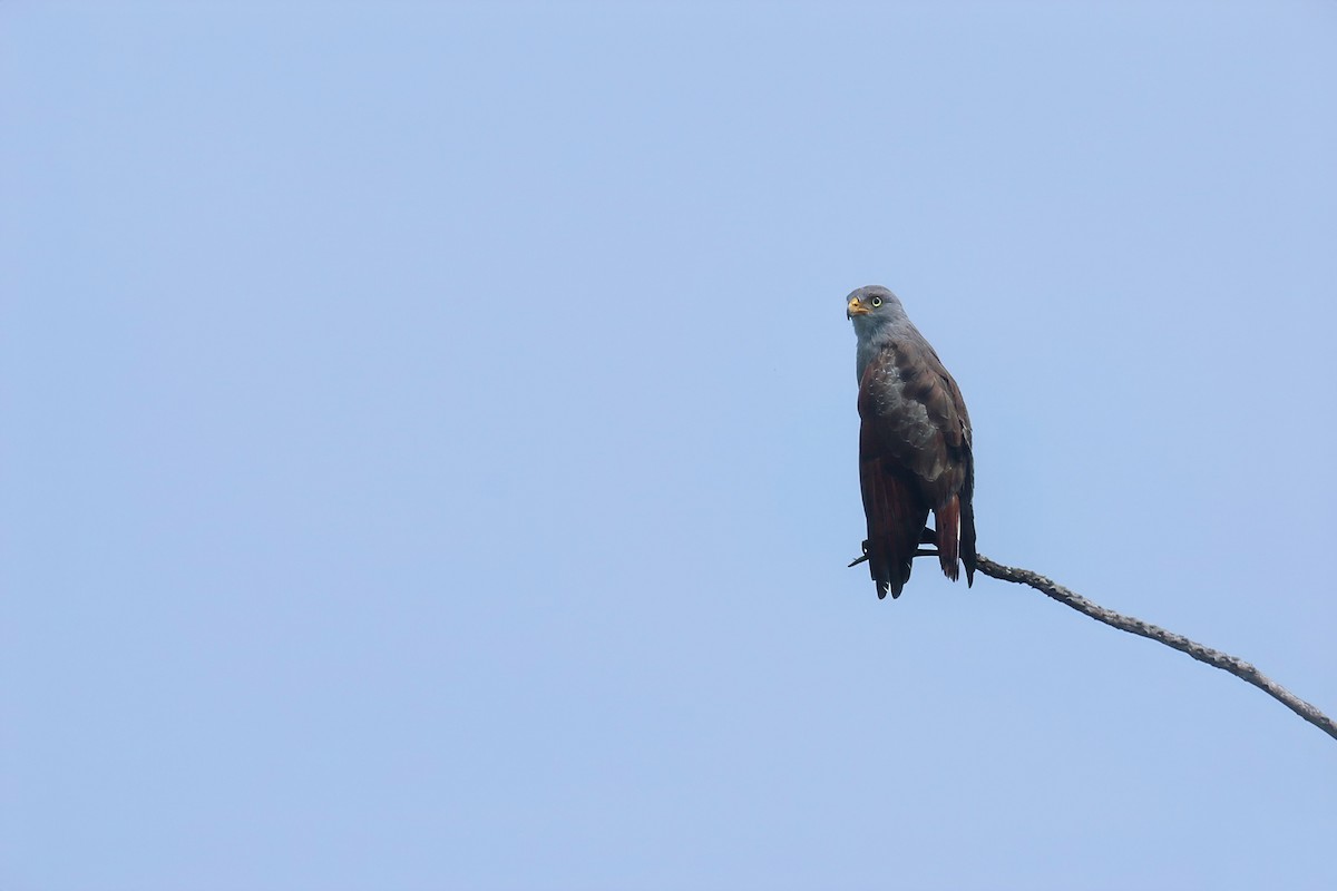 Rufous-winged Buzzard - ML625108480