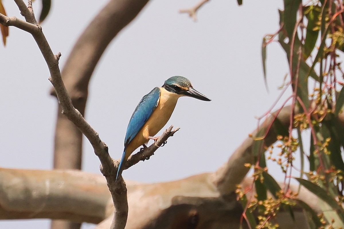 Sacred Kingfisher - ML625108575