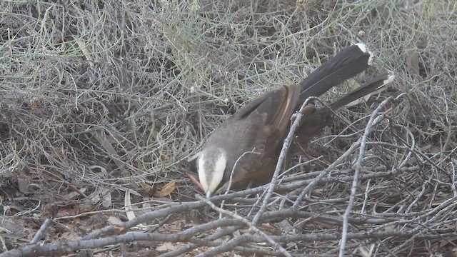 Gray-crowned Babbler - ML625108577