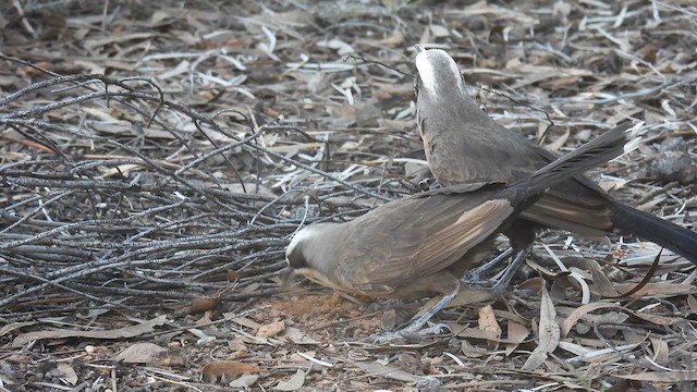 Gray-crowned Babbler - ML625108578