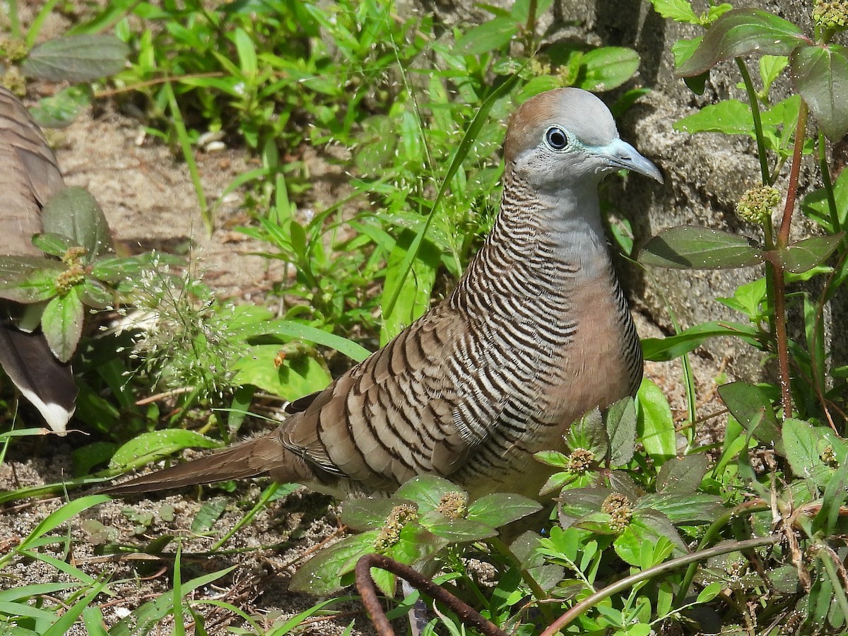 Zebra Dove - Pablo García (PGR)