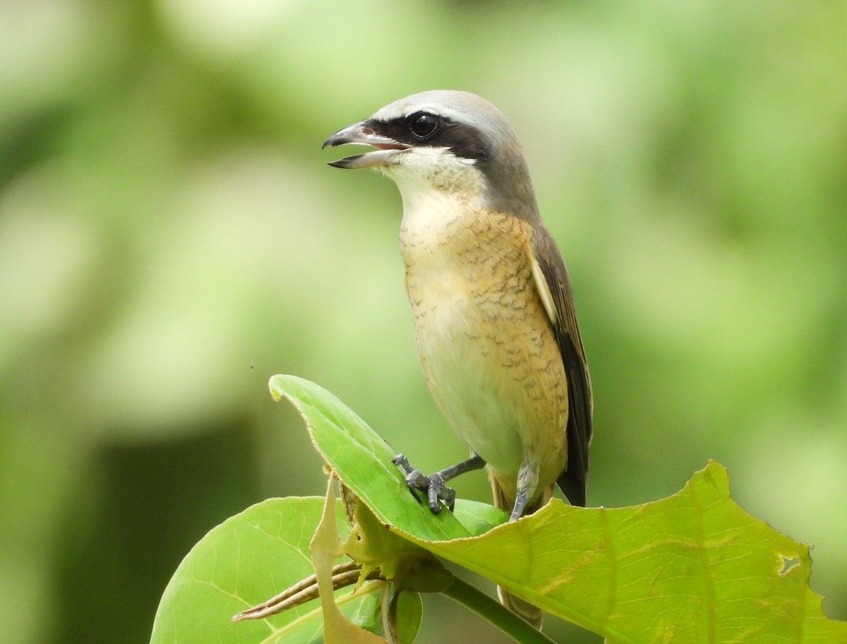 Tiger Shrike - ML625108773