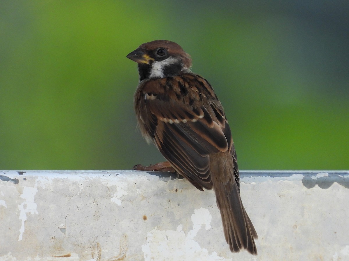 Eurasian Tree Sparrow - Pablo García (PGR)