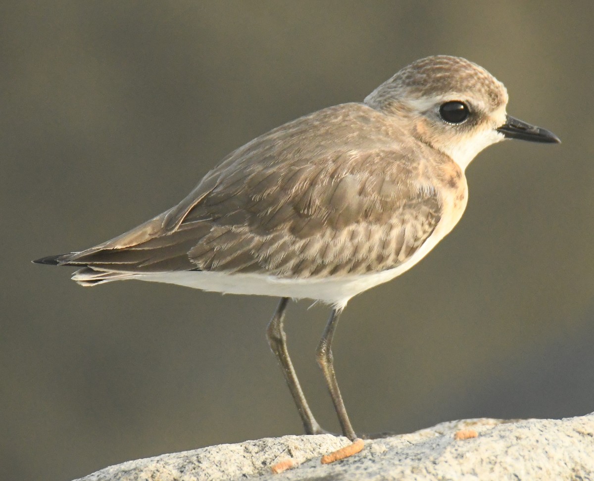 Tibetan Sand-Plover - ML625108784