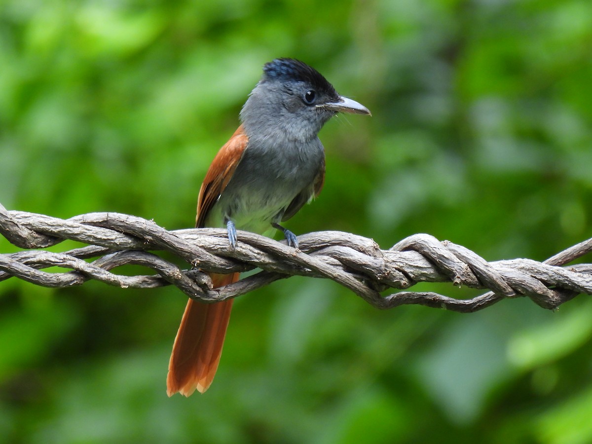 Blyth's Paradise-Flycatcher - ML625108790