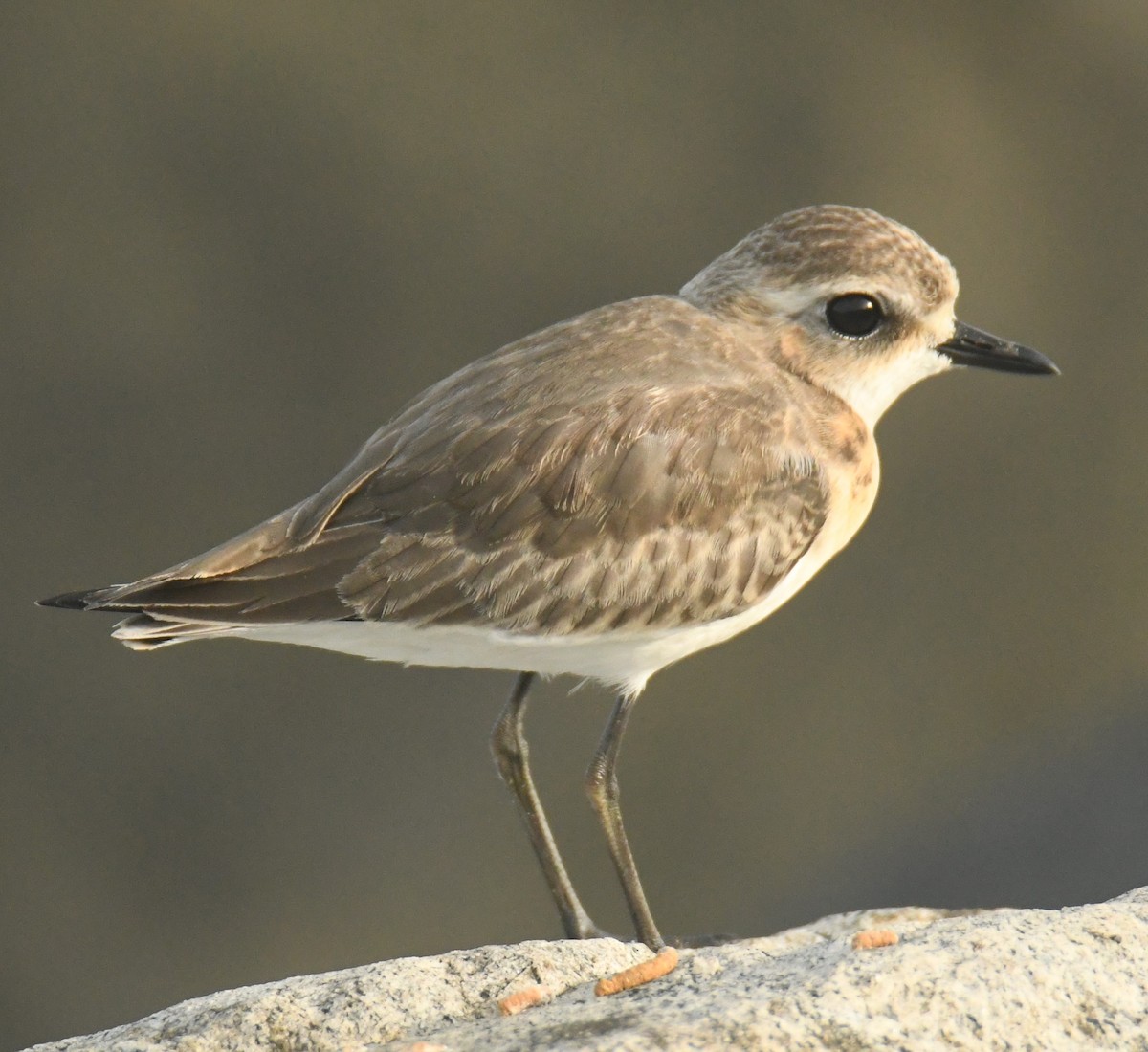 Tibetan Sand-Plover - ML625108791