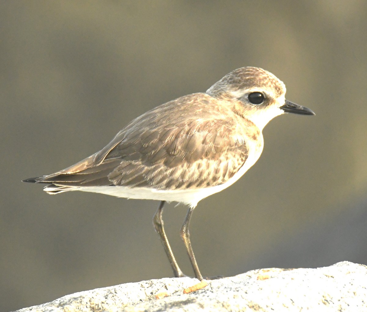 Tibetan Sand-Plover - ML625108792