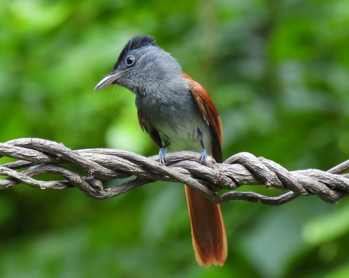 Blyth's Paradise-Flycatcher - Suebsawat Sawat-chuto