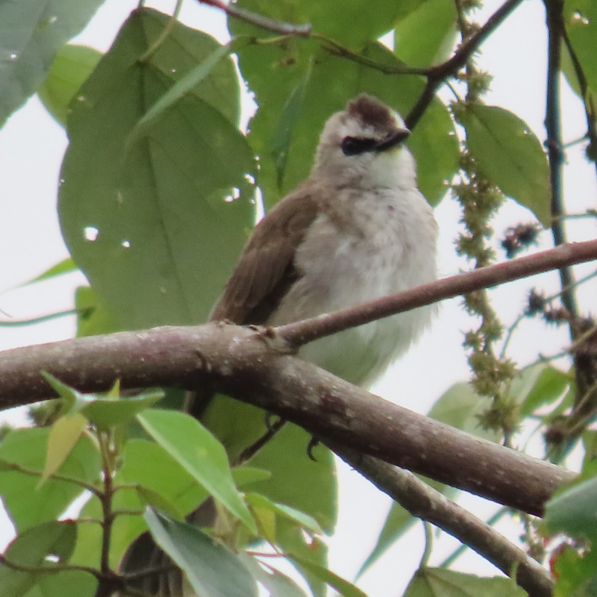 Yellow-vented Bulbul (Sunda) - ML625108795