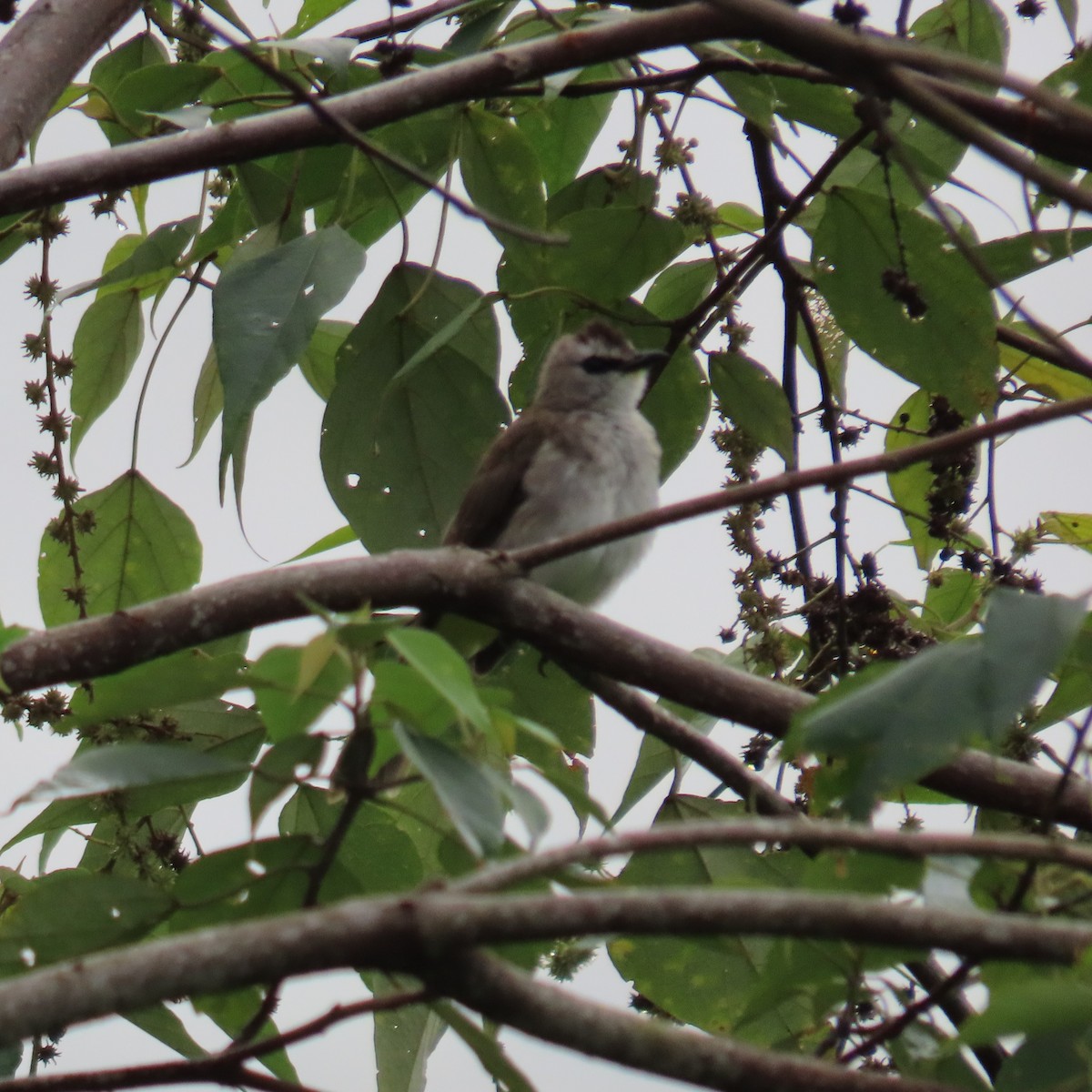 Yellow-vented Bulbul (Sunda) - ML625108796