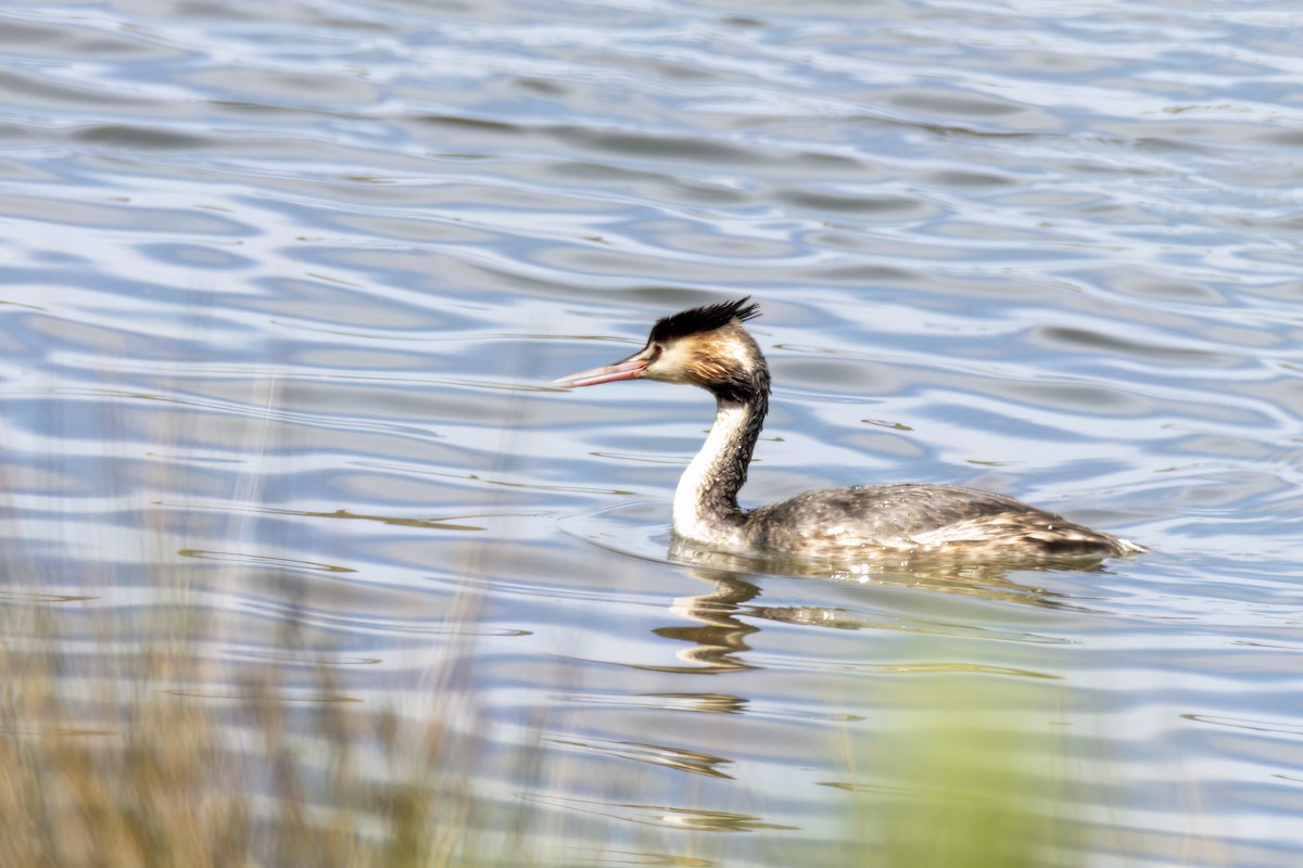 Great Crested Grebe - ML625108797