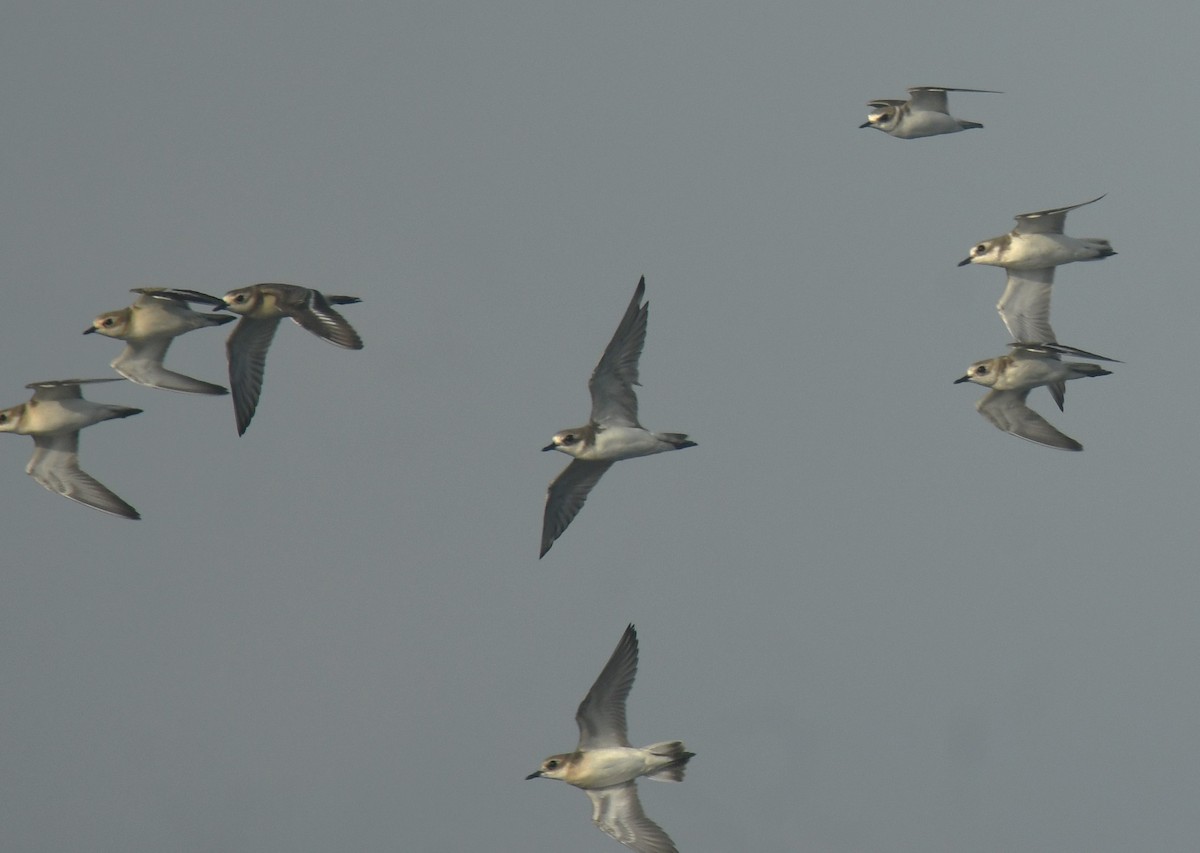 Tibetan Sand-Plover - ML625108800