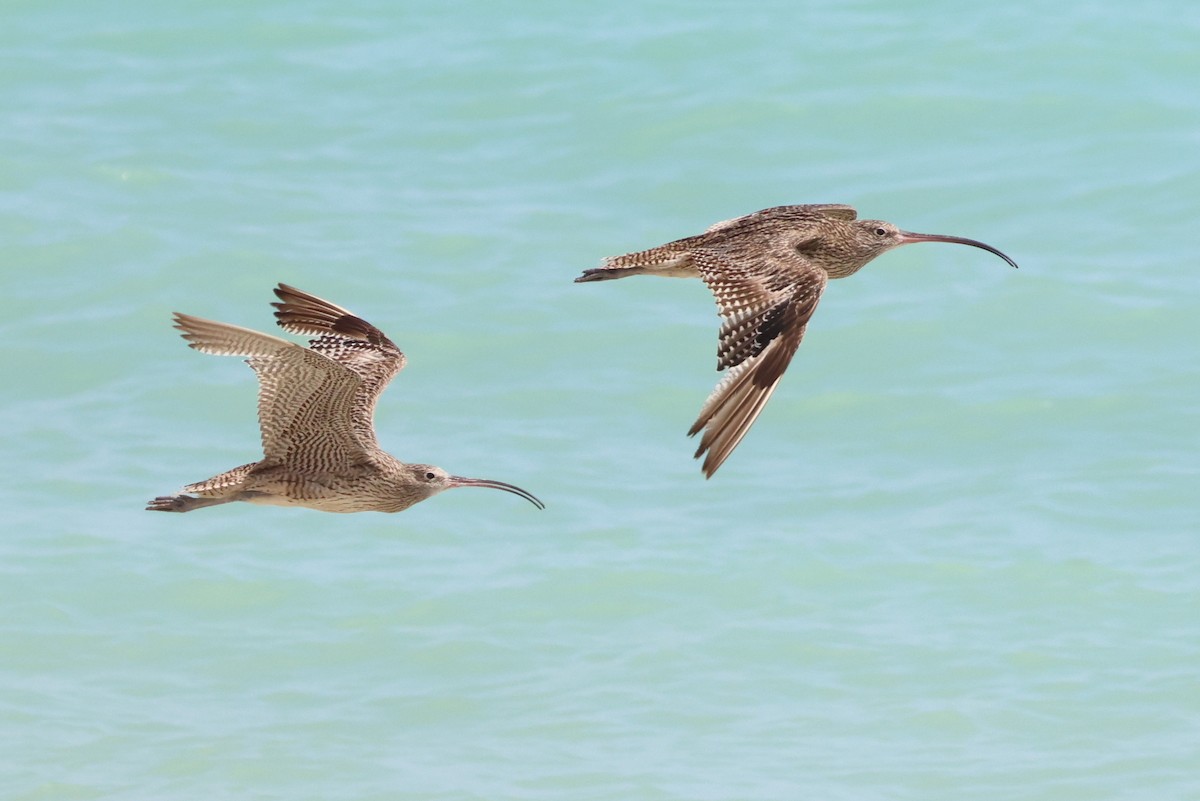 Far Eastern Curlew - ML625108801