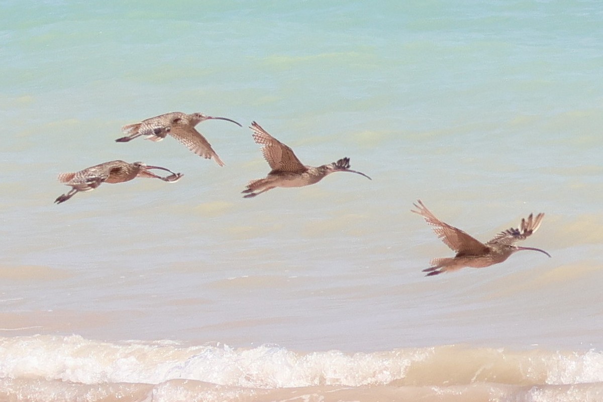 Far Eastern Curlew - ML625108804