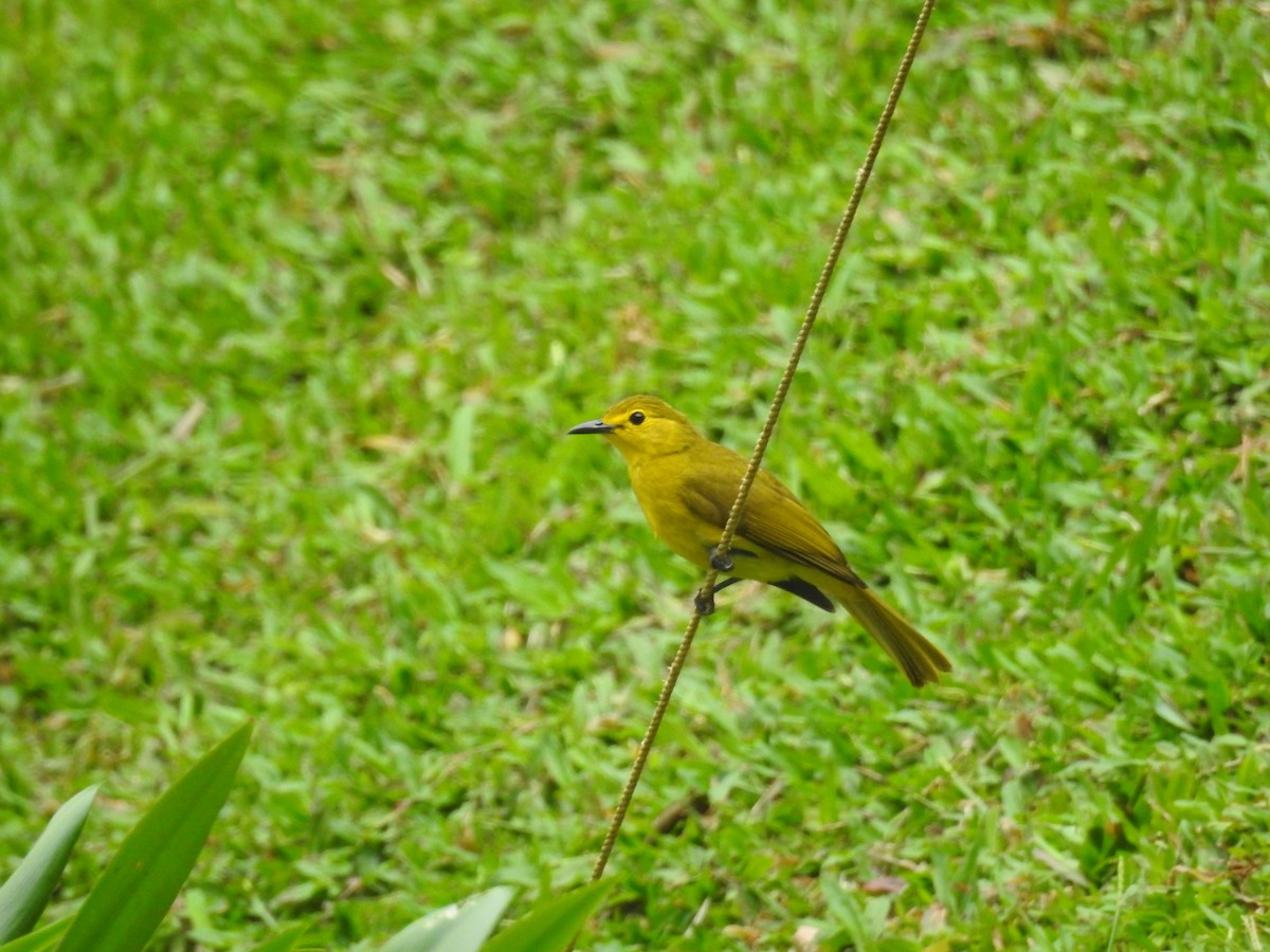 Yellow-browed Bulbul - ML625108805