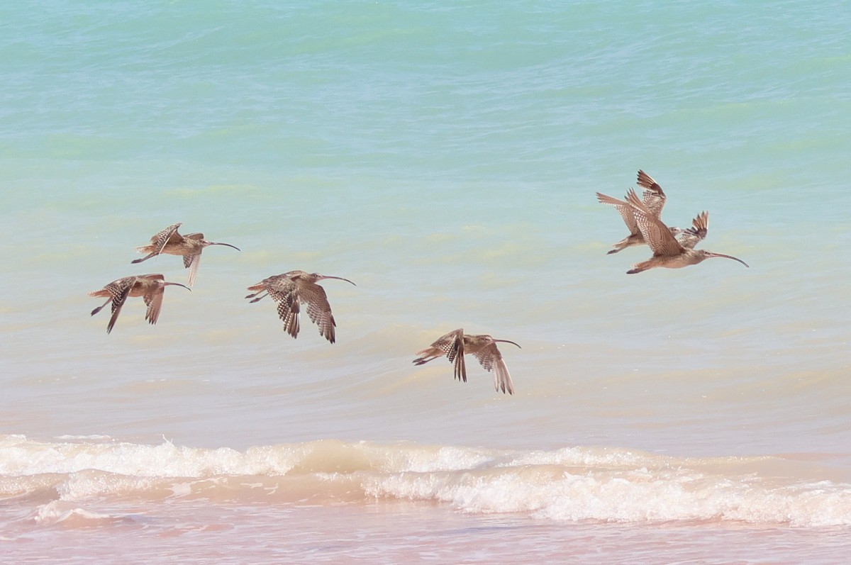 Far Eastern Curlew - ML625108806