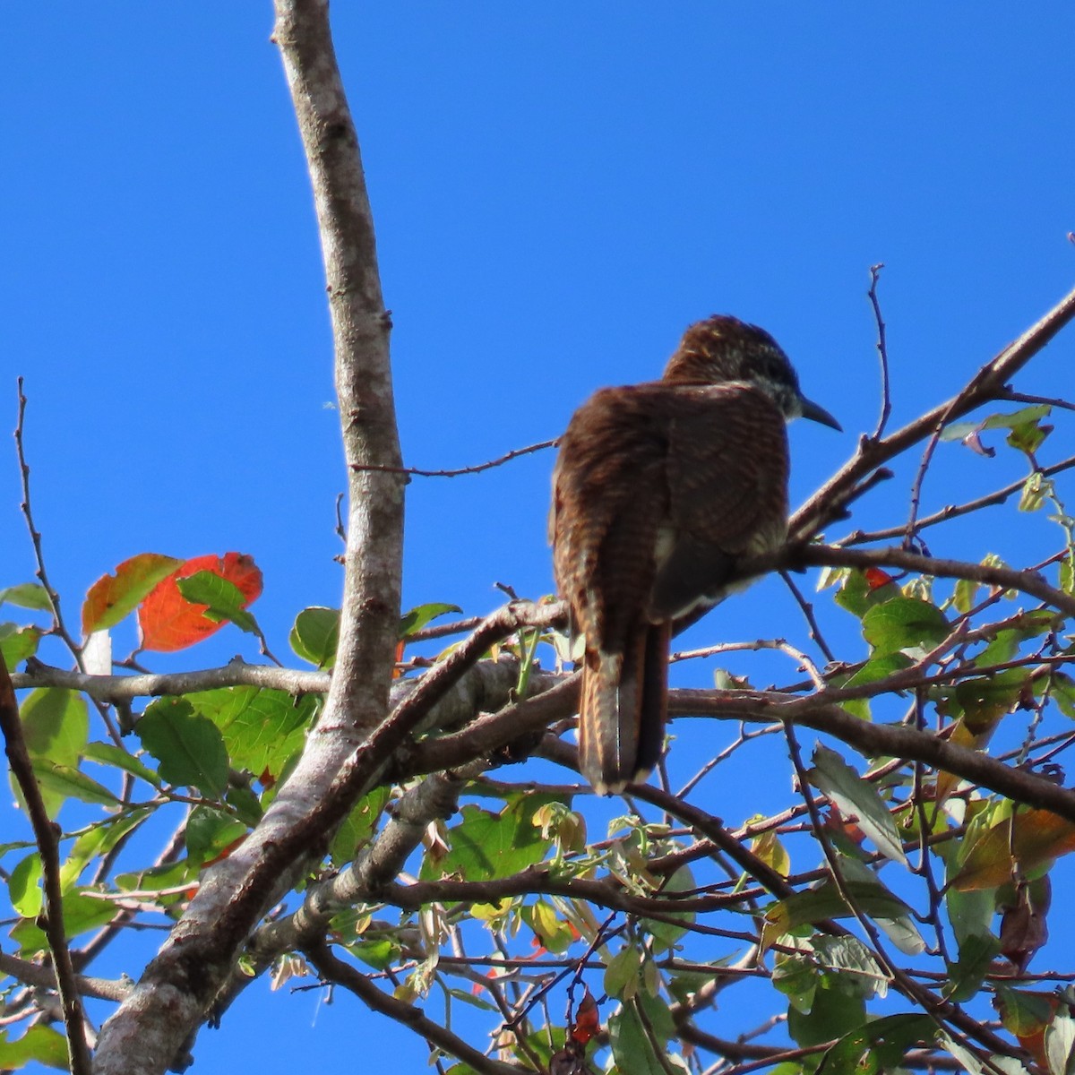 Banded Bay Cuckoo - ML625108807