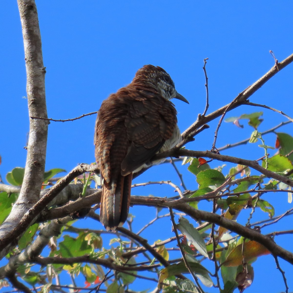 Banded Bay Cuckoo - ML625108808