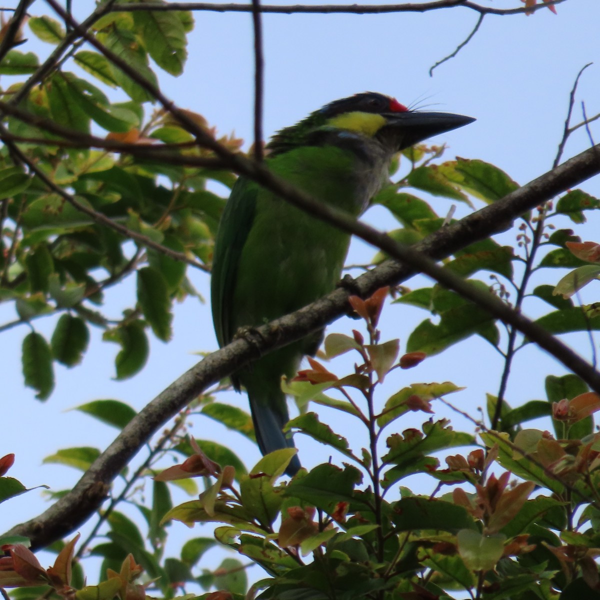 Gold-whiskered Barbet (Gold-faced) - ML625108812