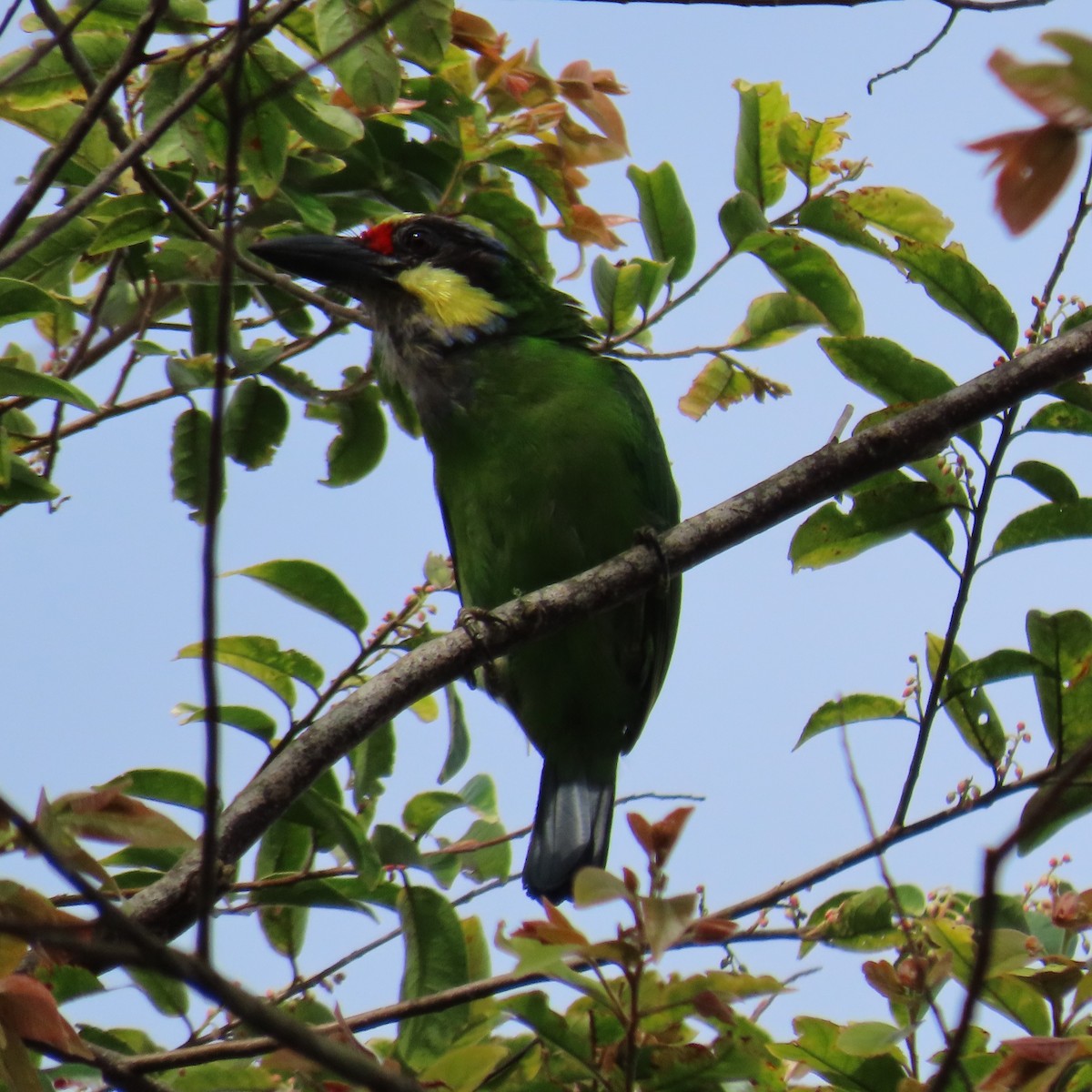 Gold-whiskered Barbet (Gold-faced) - ML625108813