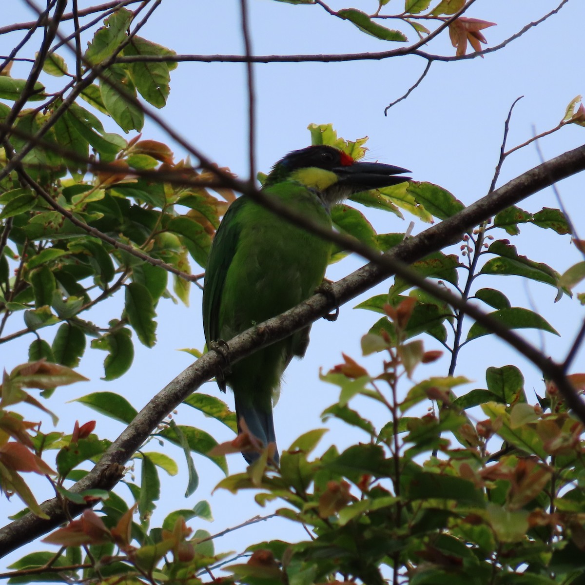 Gold-whiskered Barbet (Gold-faced) - ML625108814