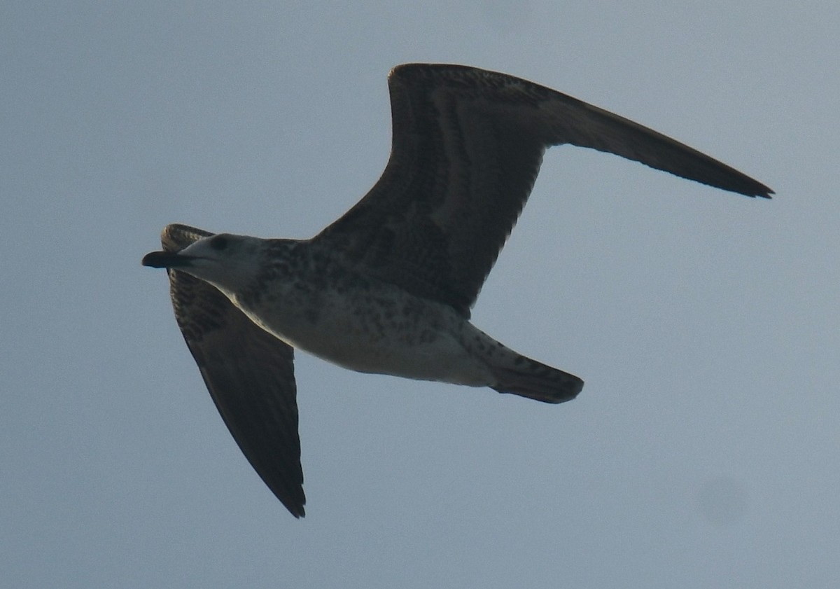 Lesser Black-backed Gull (Heuglin's) - ML625108816