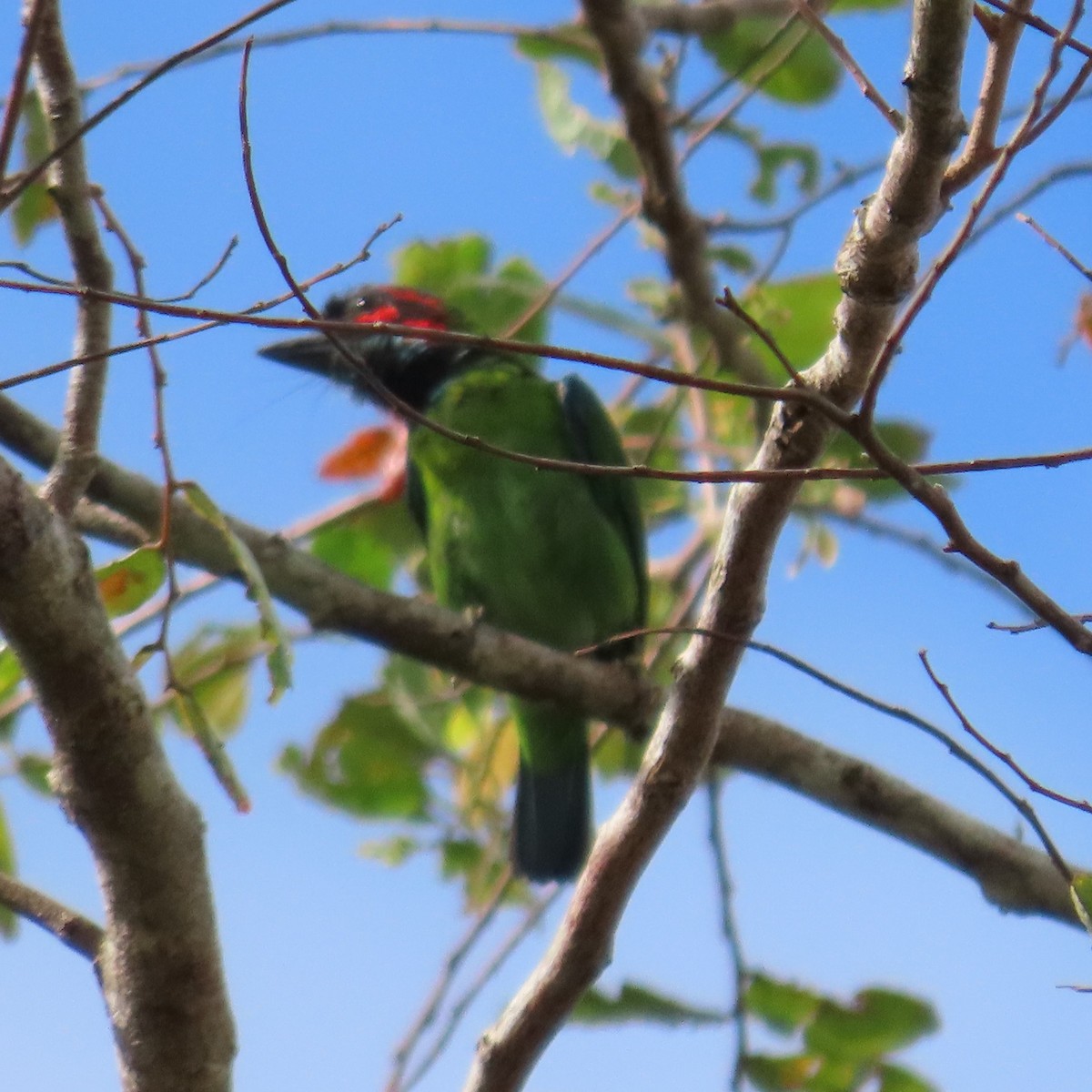 Black-eared Barbet - ML625108817