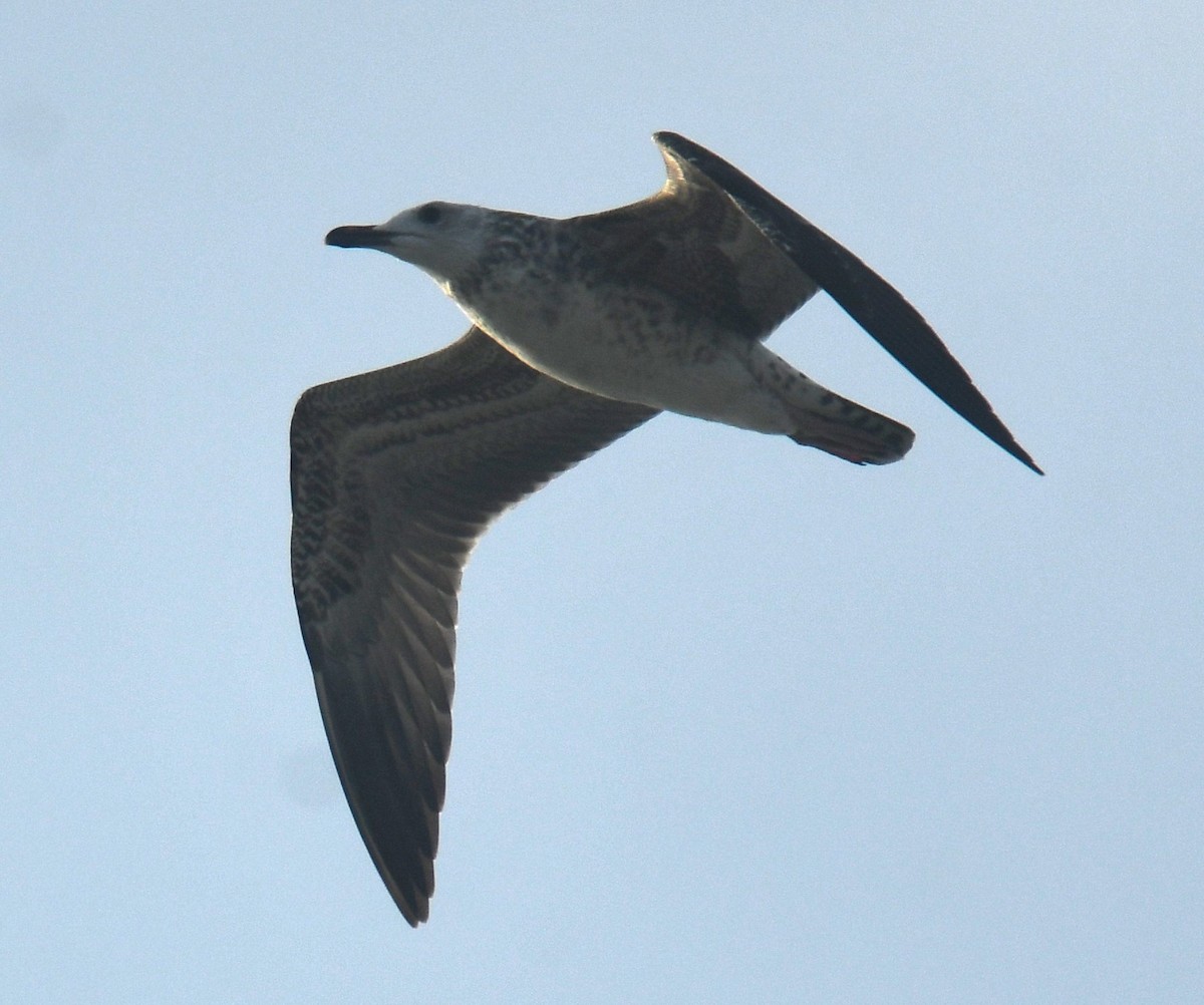 Lesser Black-backed Gull (Heuglin's) - ML625108819