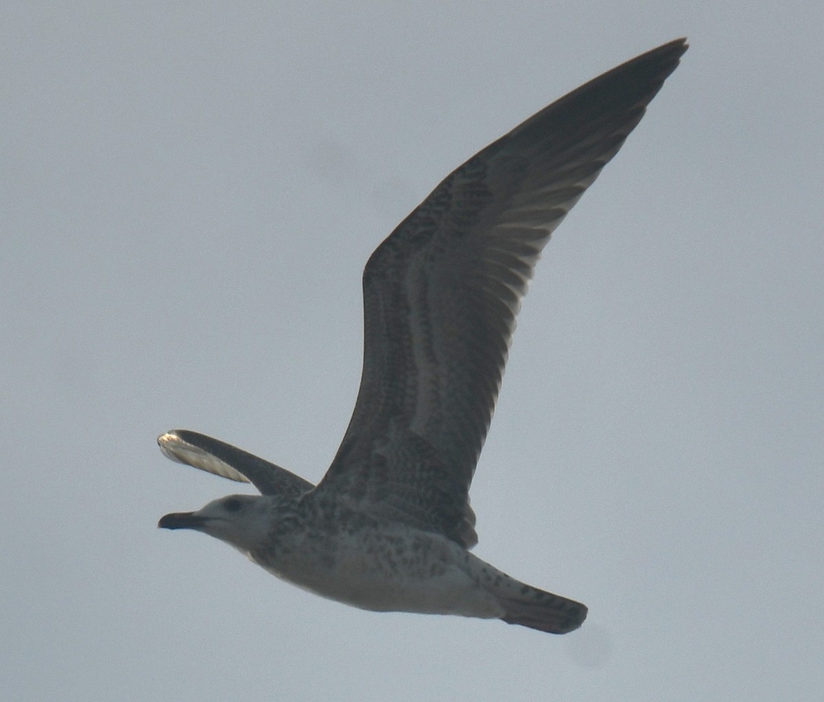 Lesser Black-backed Gull (Heuglin's) - ML625108820