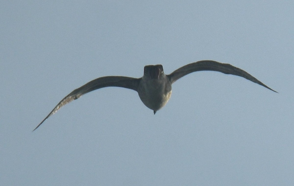 Lesser Black-backed Gull (Heuglin's) - ML625108821