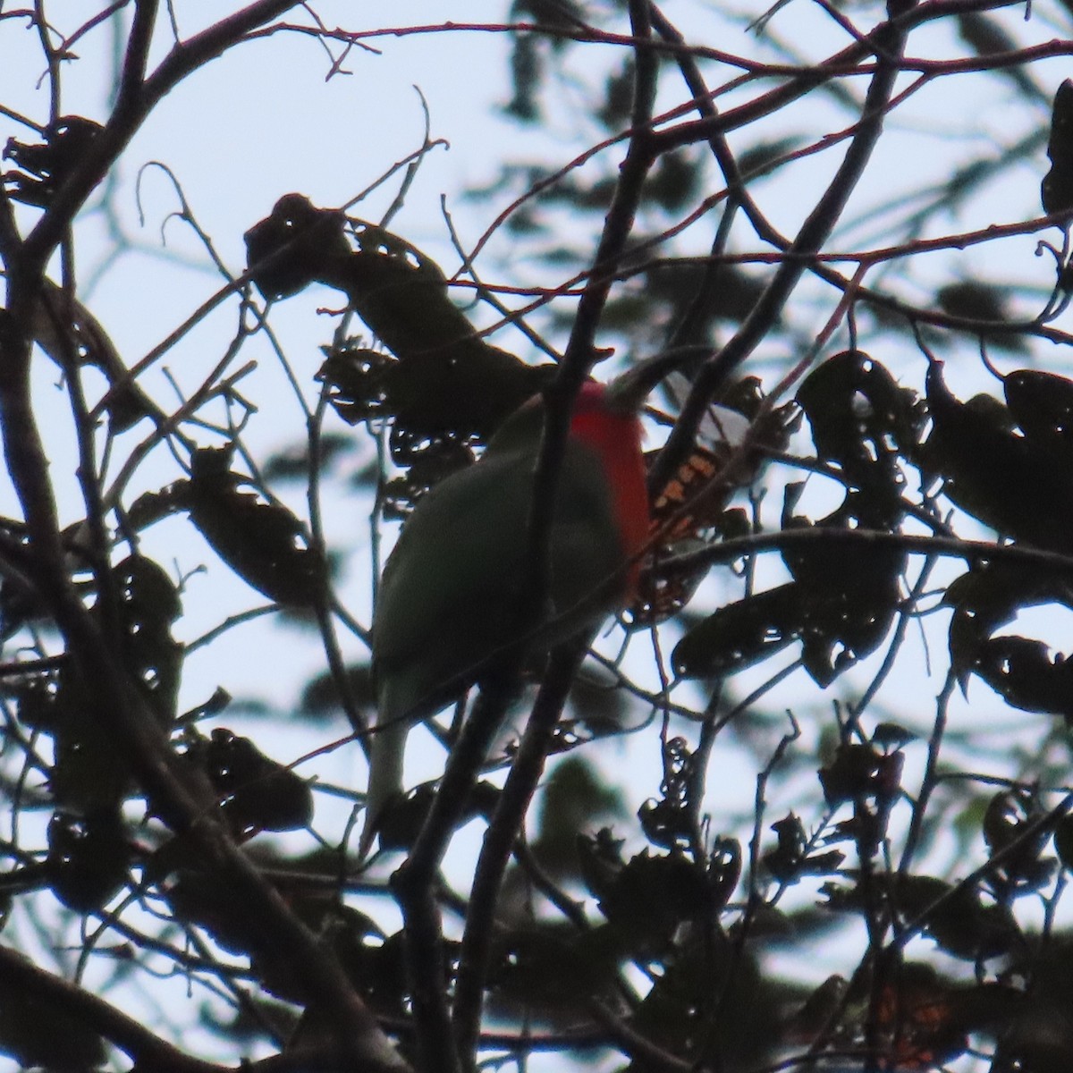 Red-bearded Bee-eater - ML625109030