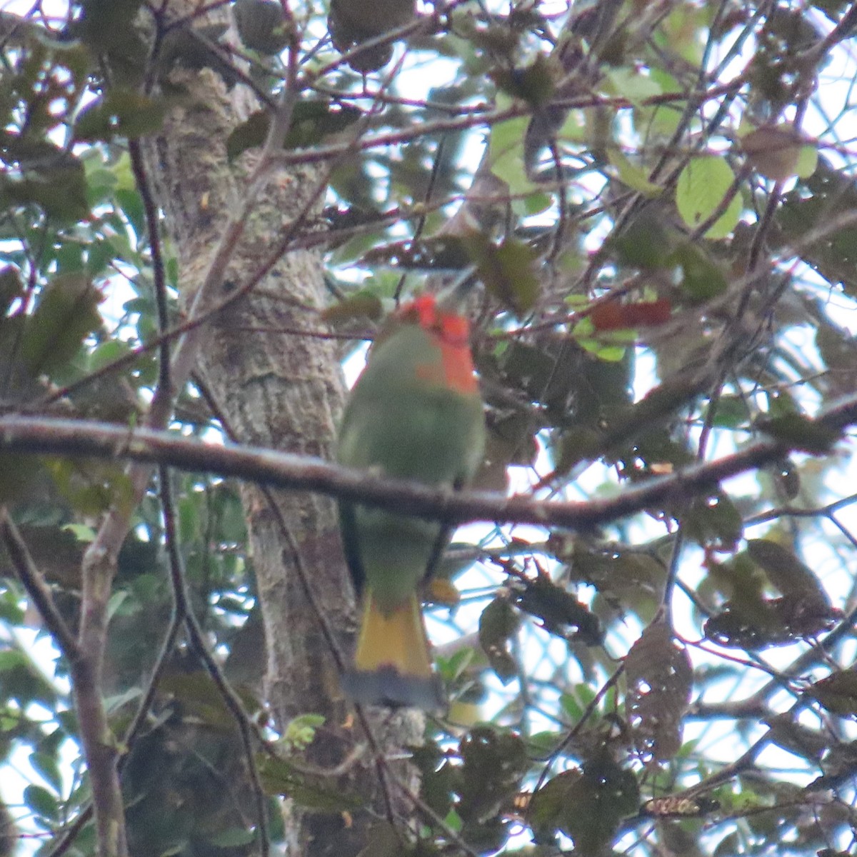 Red-bearded Bee-eater - ML625109031