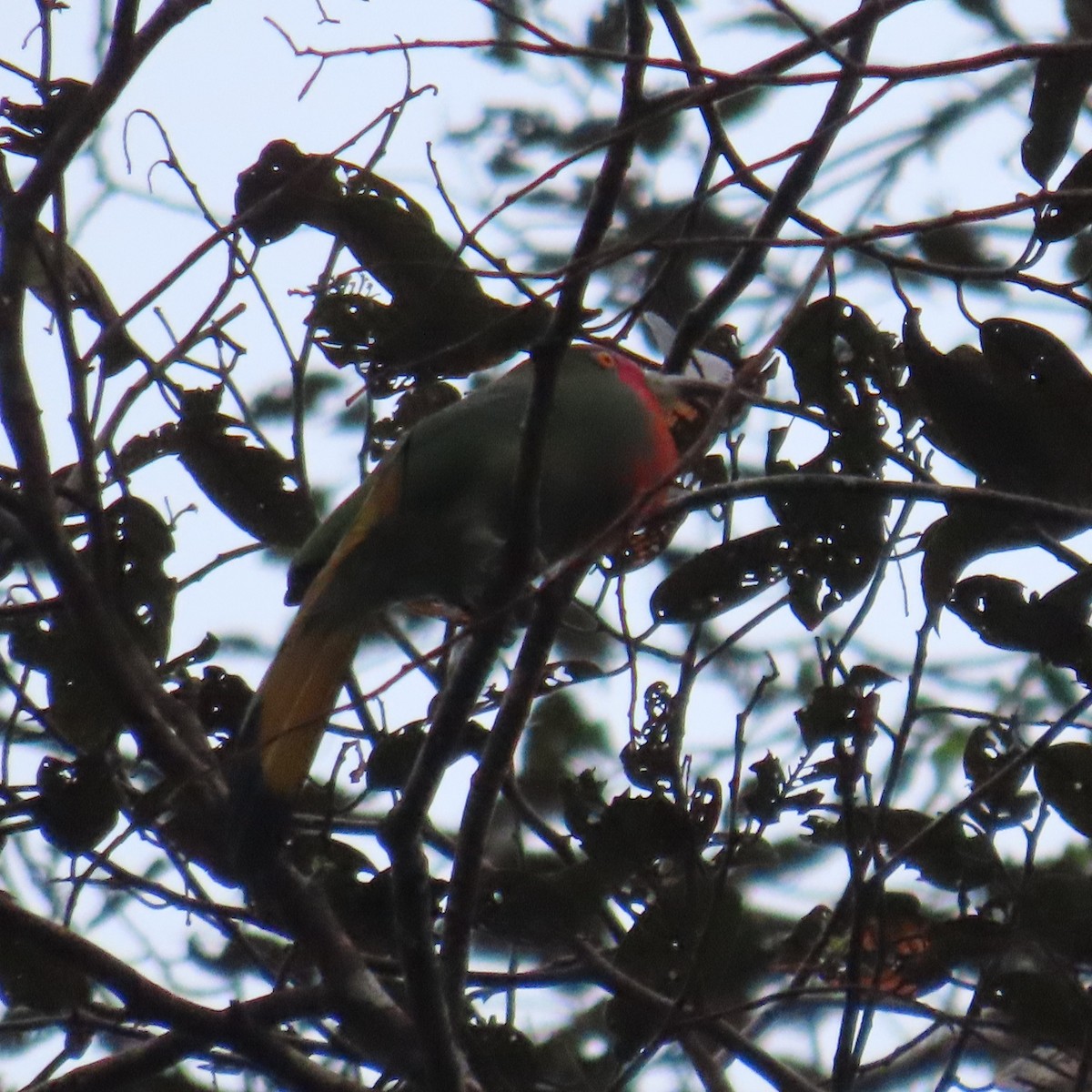 Red-bearded Bee-eater - ML625109032