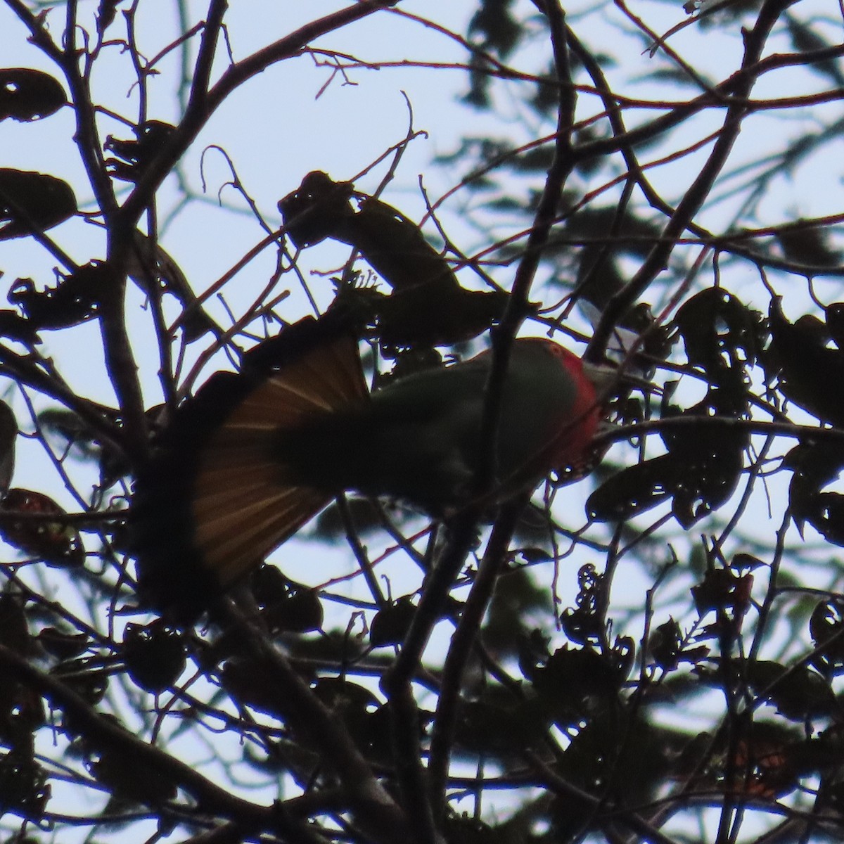 Red-bearded Bee-eater - ML625109033