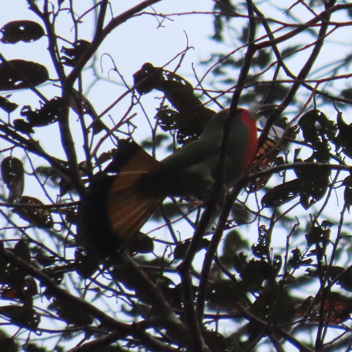 Red-bearded Bee-eater - ML625109034