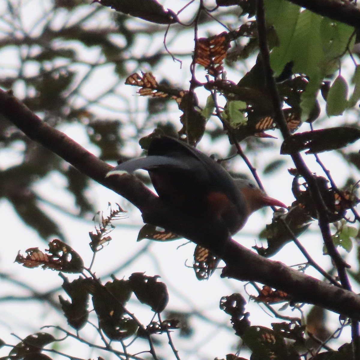 Red-billed Malkoha - ML625109039