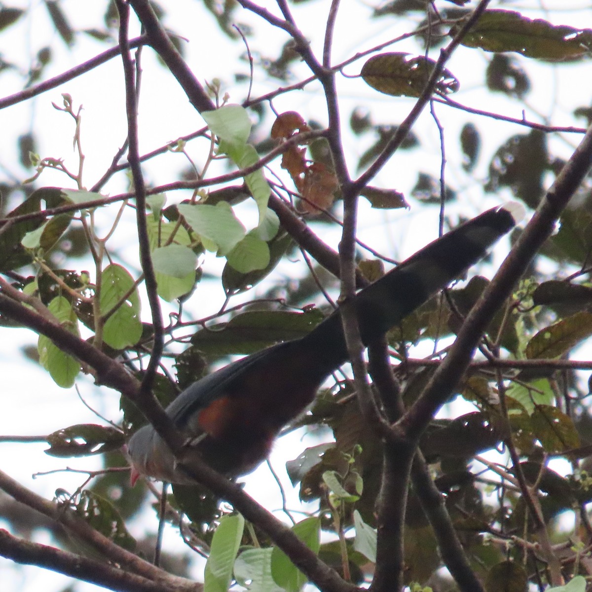 Red-billed Malkoha - ML625109040