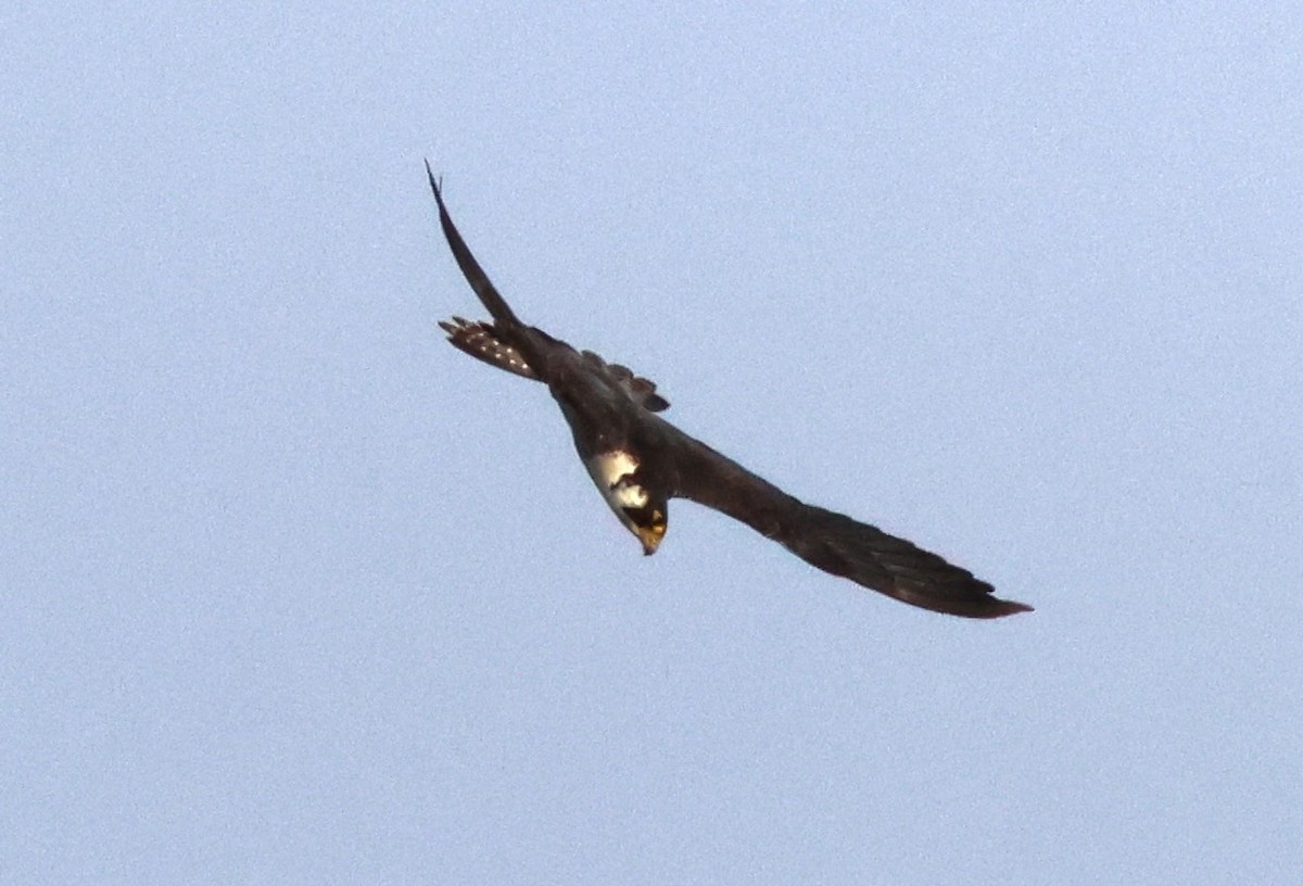 Peregrine Falcon - ML625109041