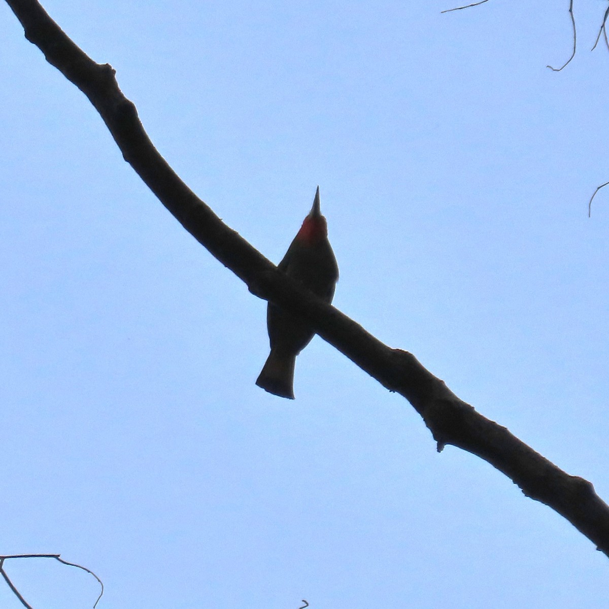 Red-bearded Bee-eater - ML625109046