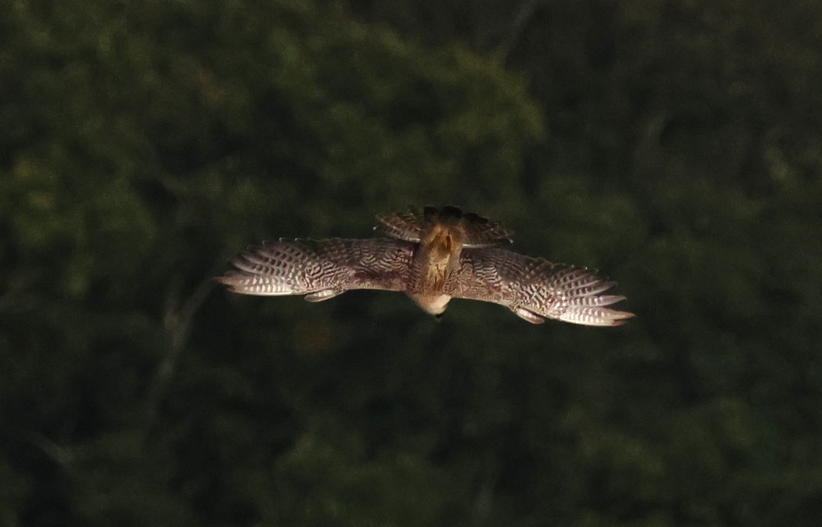 Peregrine Falcon - ML625109047