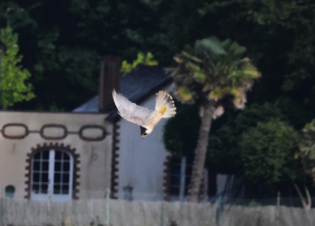 Peregrine Falcon - ML625109052