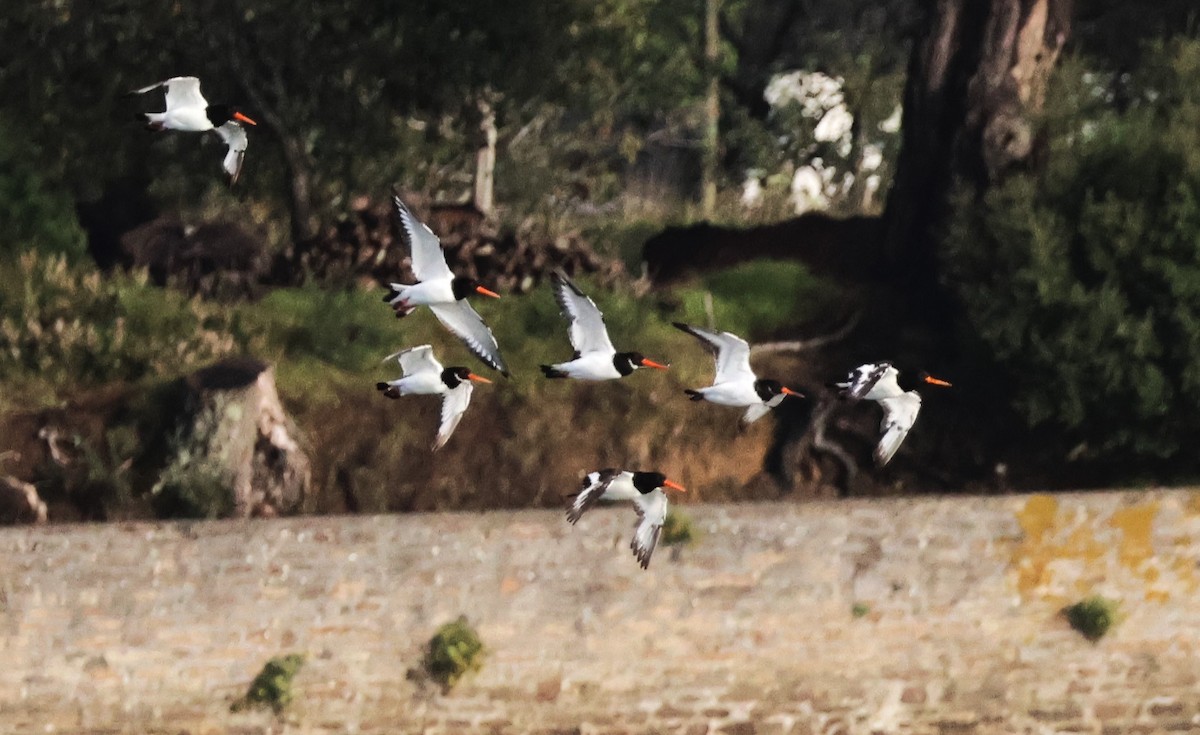 Eurasian Oystercatcher - ML625109072