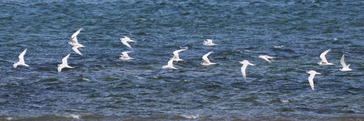 Sandwich Tern - ML625109093