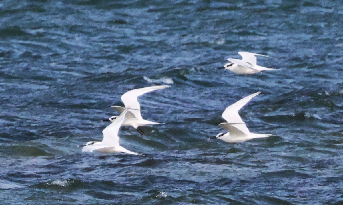 Sandwich Tern - ML625109109